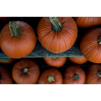 Fresh pumkin (10)-469326-87271.webp